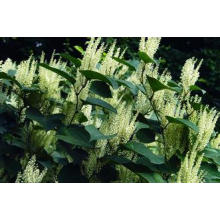 Polygonum Cuspidatum Extrakt